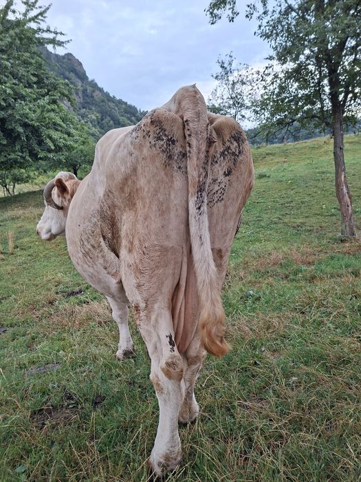 Vând vacă Bălțata românească