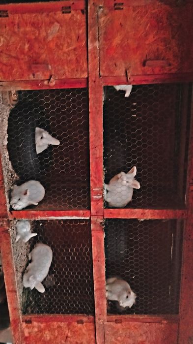 10 Iepurasi de vanzare talie medie