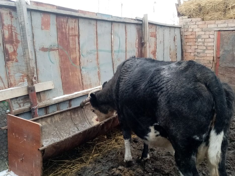 Семиз сиыр сатылады