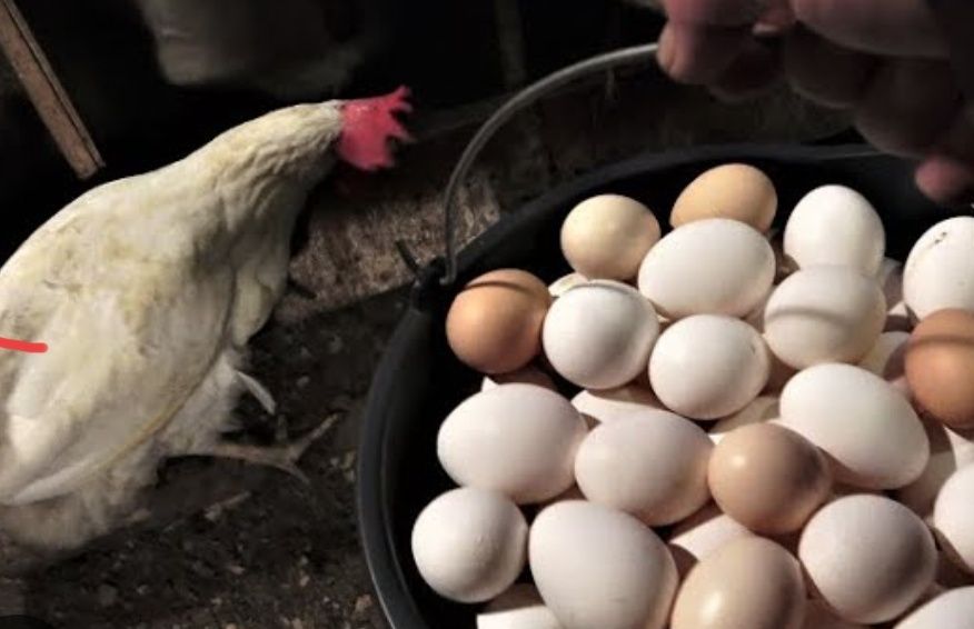 Куры Итальянские несушки