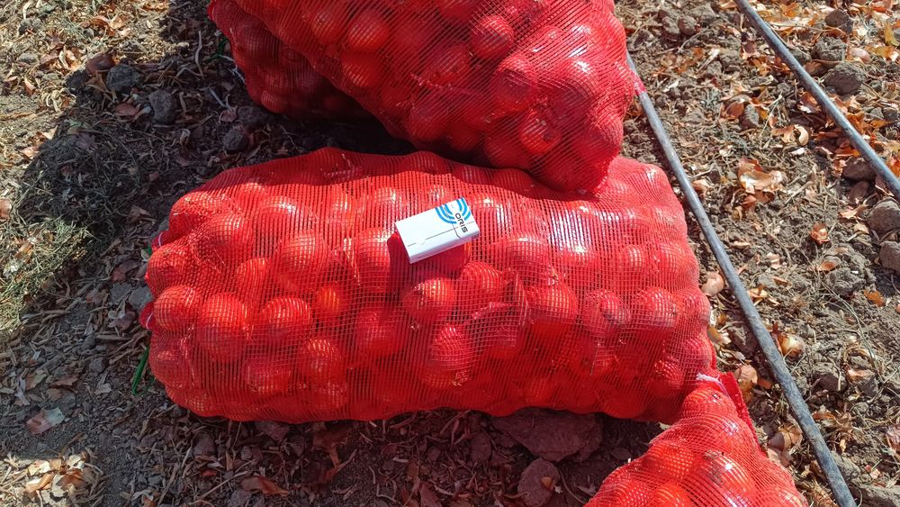 В продаже Лук репчатый оптом!