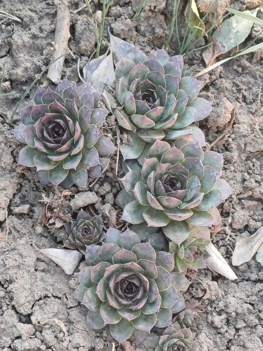 Suculente Sempervivum/Urechelnita