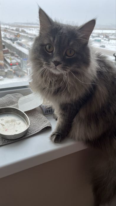 Шотландский, длиношерстный кот