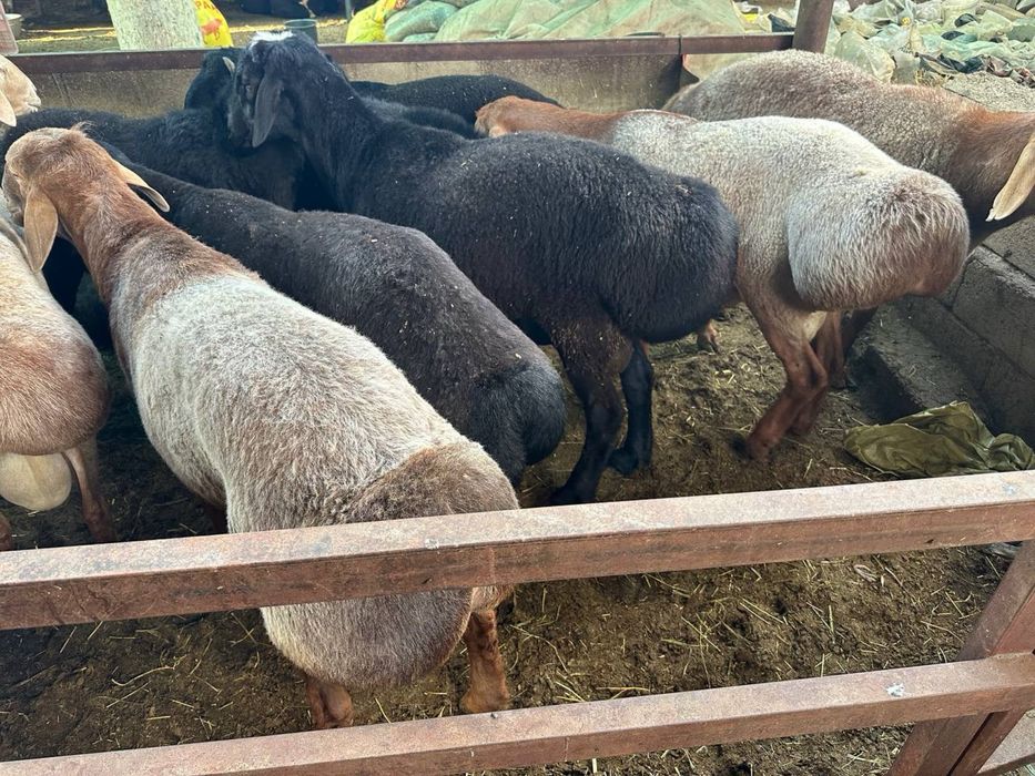 Qurbonlik uchun sifatli va xalol boqilgan quylar