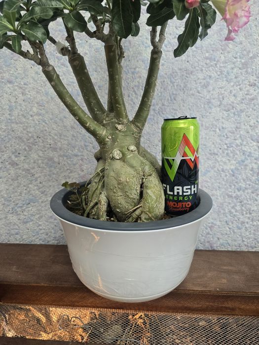 Адениум шикарный огромный