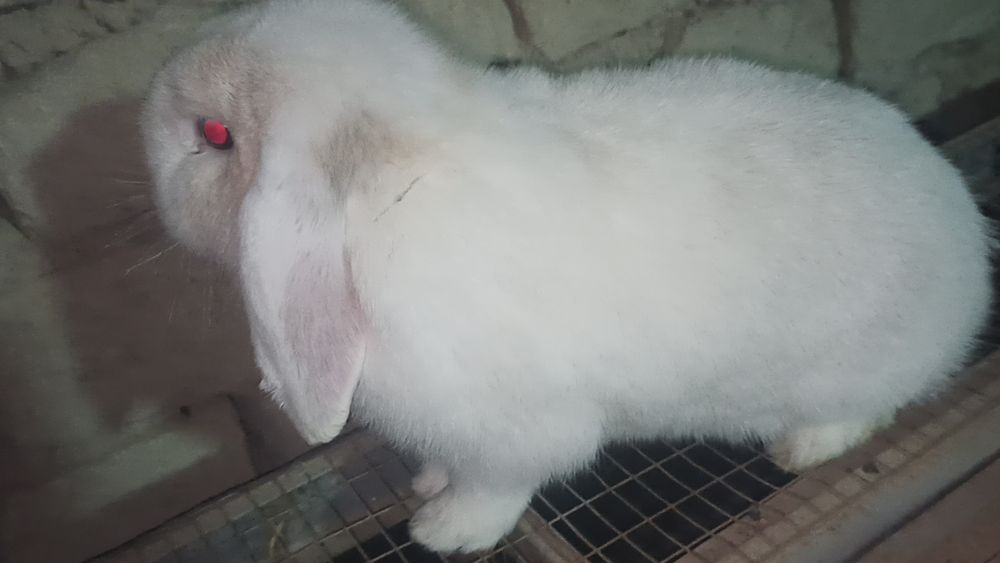 Средний Ф.баранлар