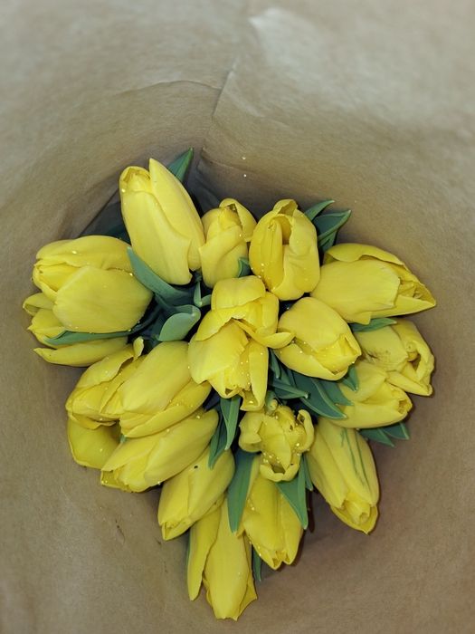 Оптом Тюльпан на 6 7 8 марта