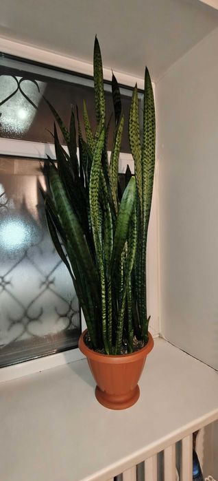 Продается цветок Сансевиерия