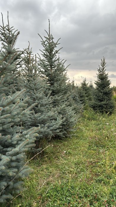 Саженцы ель Тополь яблони