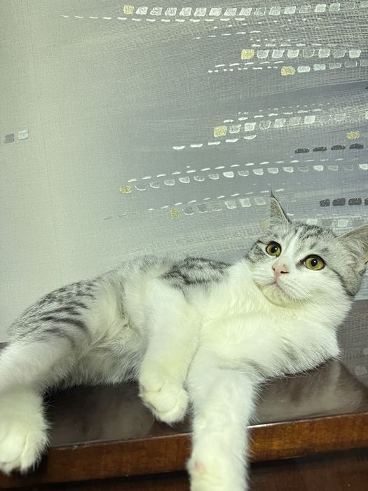 скоттиш страйт 5 месяцев