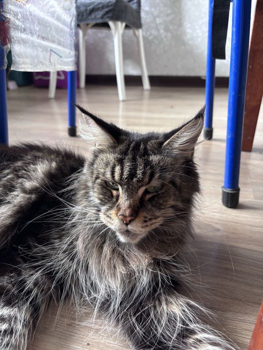 Котята смесь Мейн кун