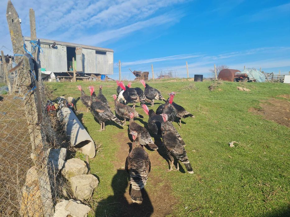 Млади петли замяна за полатки