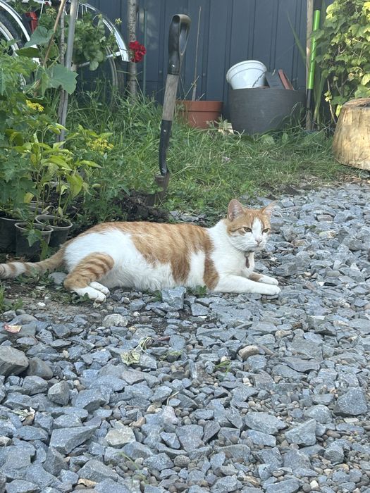 Pisica zona sancrai (fosta piata de animale)strada muresului