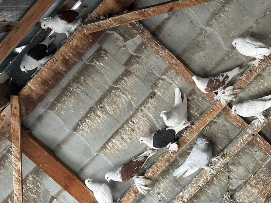 Голуби разных мастей