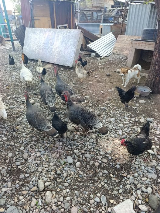 Индюки индюки индюки