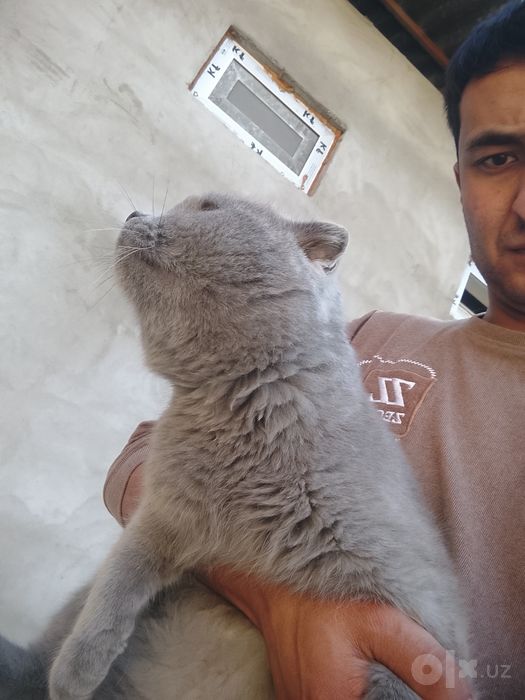 Mushuk sotiladi kimga qiziq boʻlsa aloqaga chiqaverasila