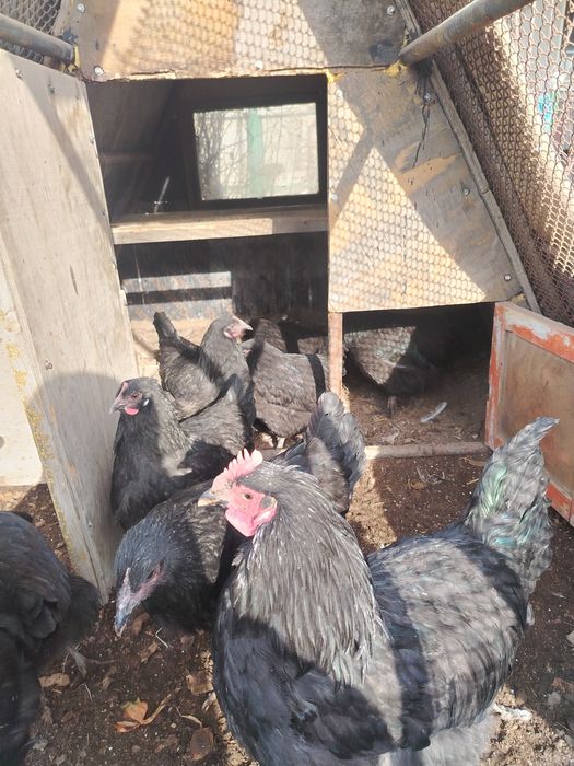 Продам домашные куры