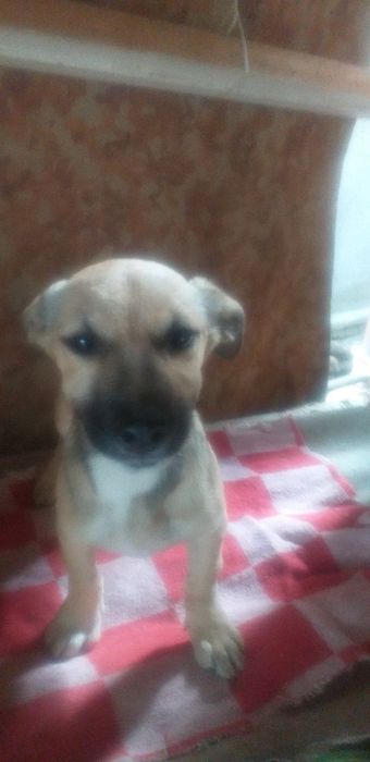 Бесплатно щенки пристраиваются в добрые руки