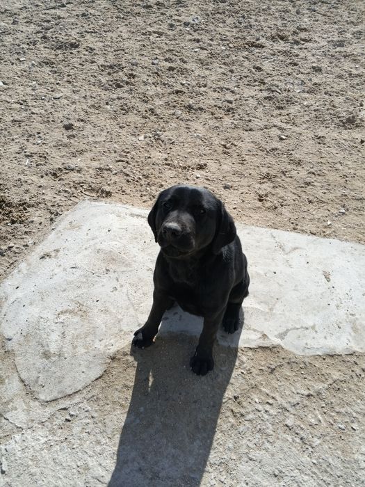 Собака породе Лобродор ретривер чёрного окраса.