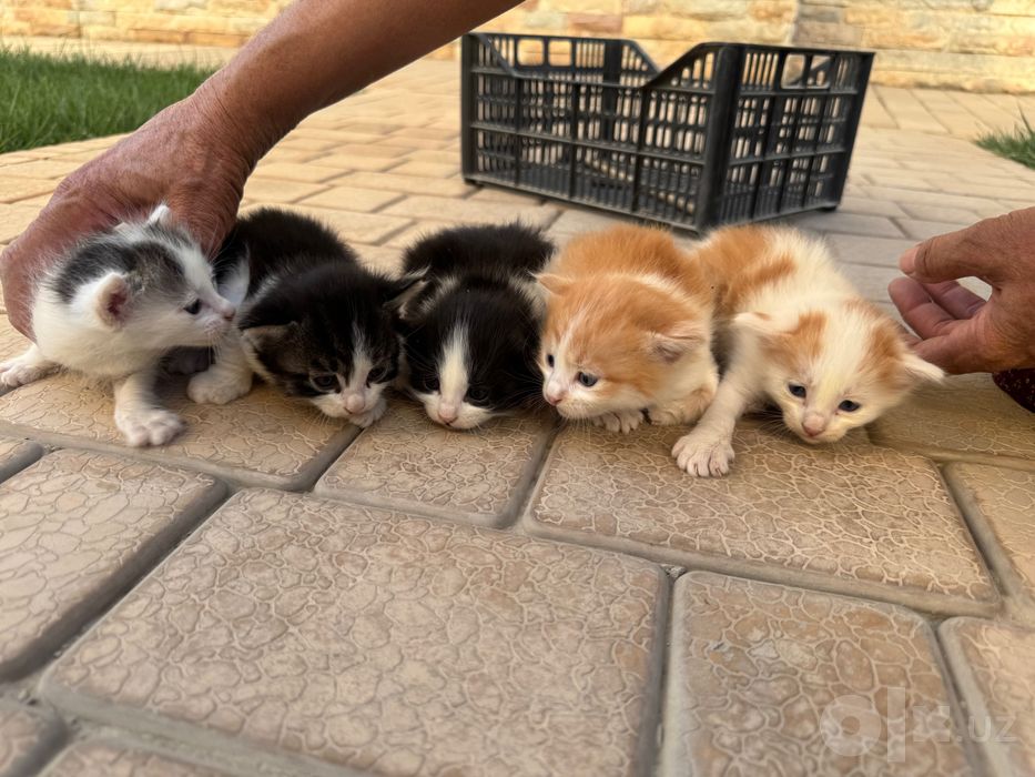 Имеются 5 котята 1 месяц