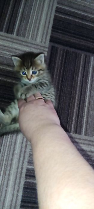 Отдам котенка в добрые руки