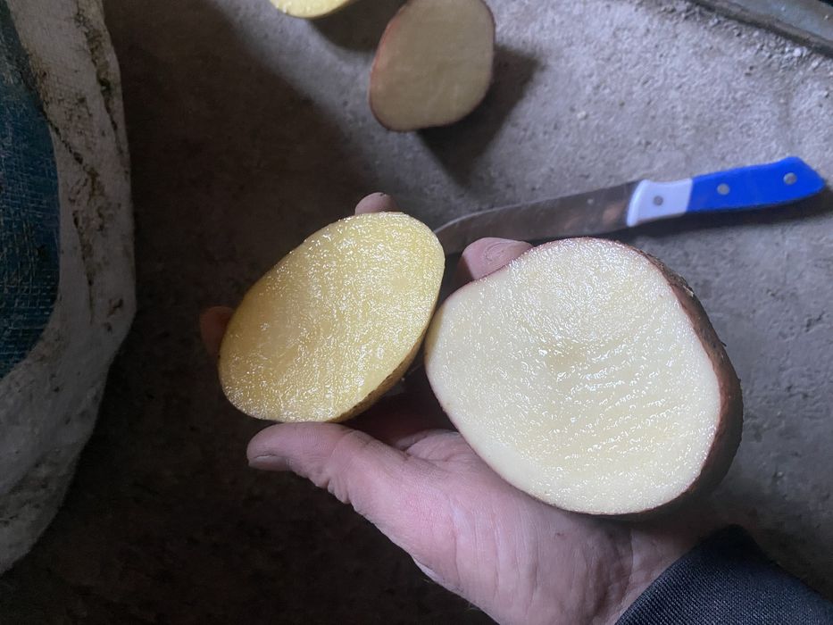 Картофель домашний