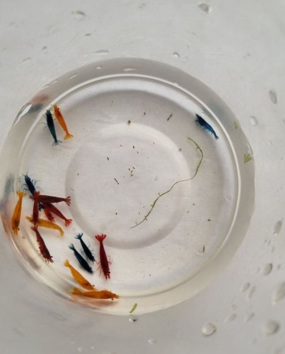 Creveti neocaridina acvariu