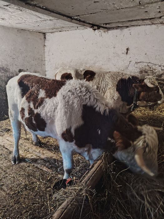 Junci batata romanesca