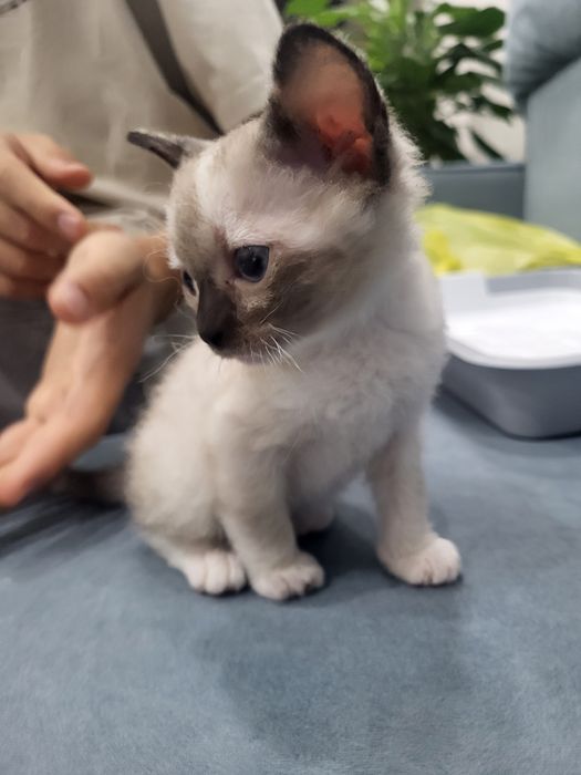 Котёнок сфинкс браш