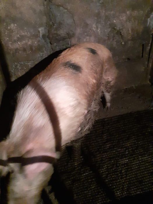 Продам кабана самовывоз