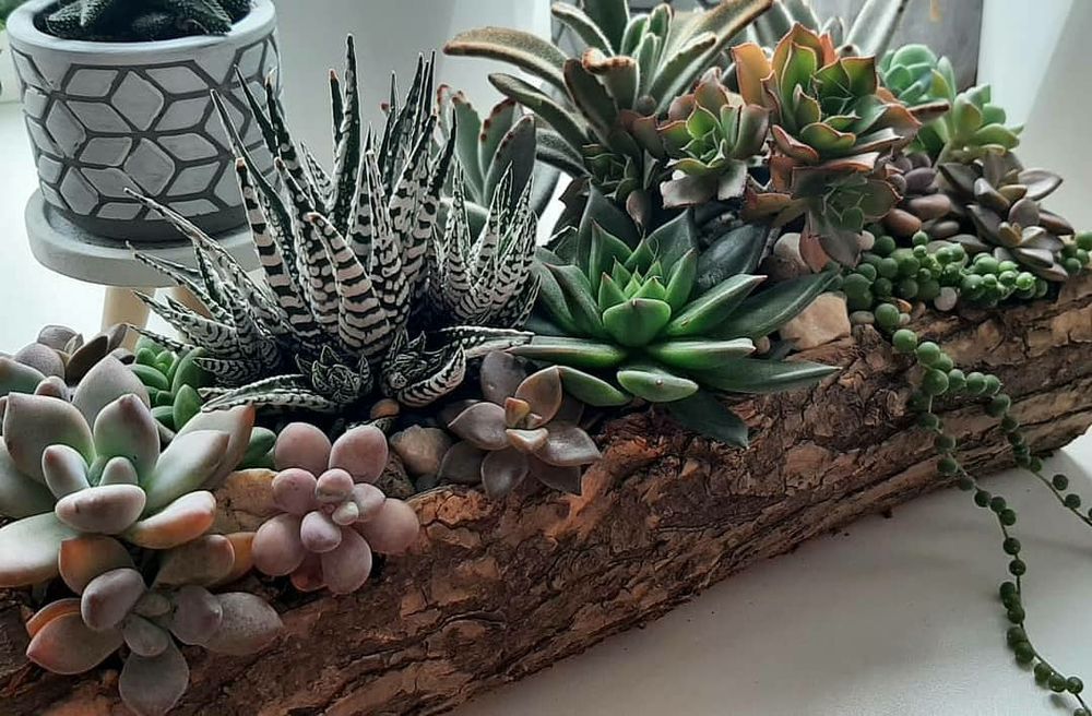 Комнатные цветы отростками