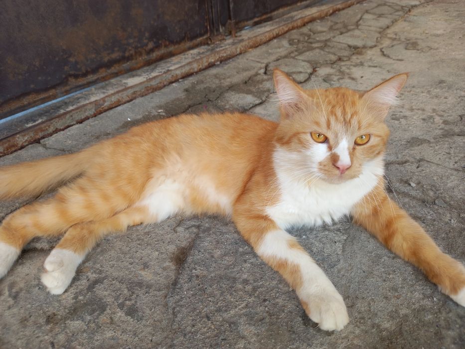 Kimga zottor mushuk kerak busa aloqaga chiqamiz