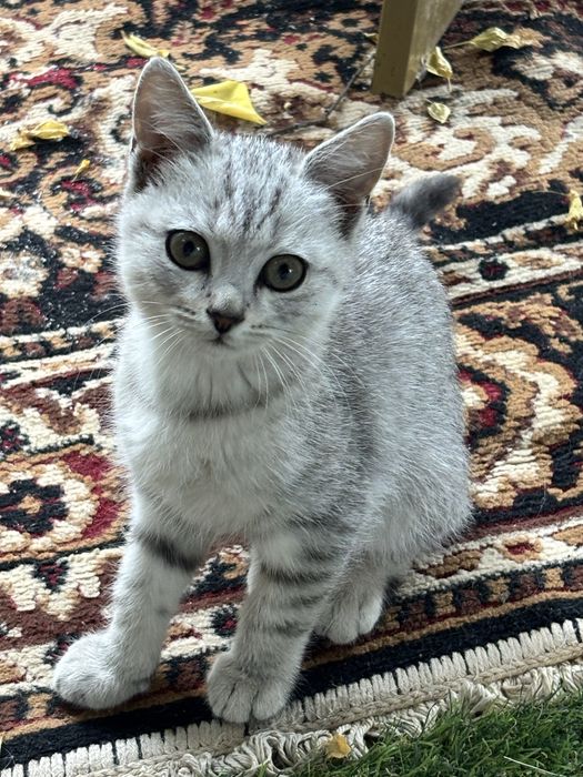 В добрые руки котята