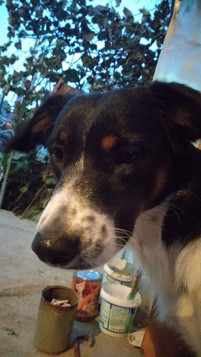 Отдам в хорошие добрые руки.