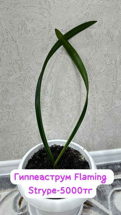 Ель комнатная,Монстерп