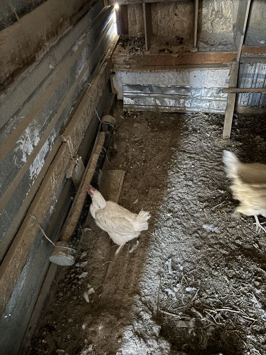 Продам кур несушек 14 штук