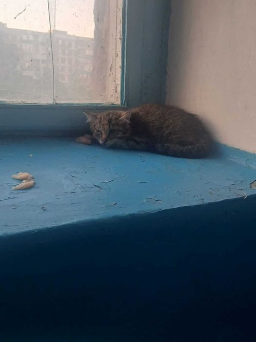 Пропали котята! Помогите найти!