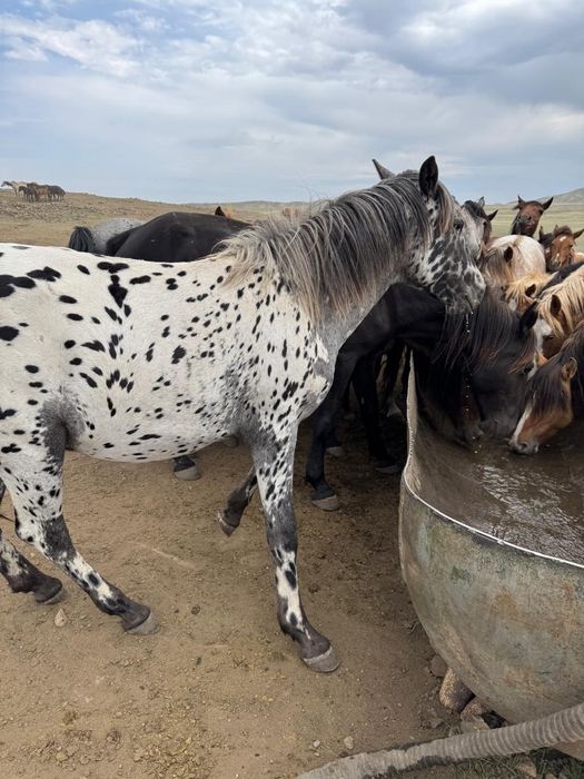 Кунан сатылады кайнар ауылында тур