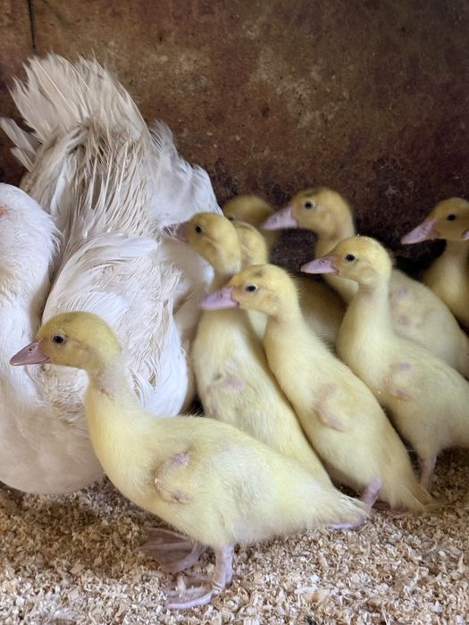 Продам индоутят тяжёлой линии