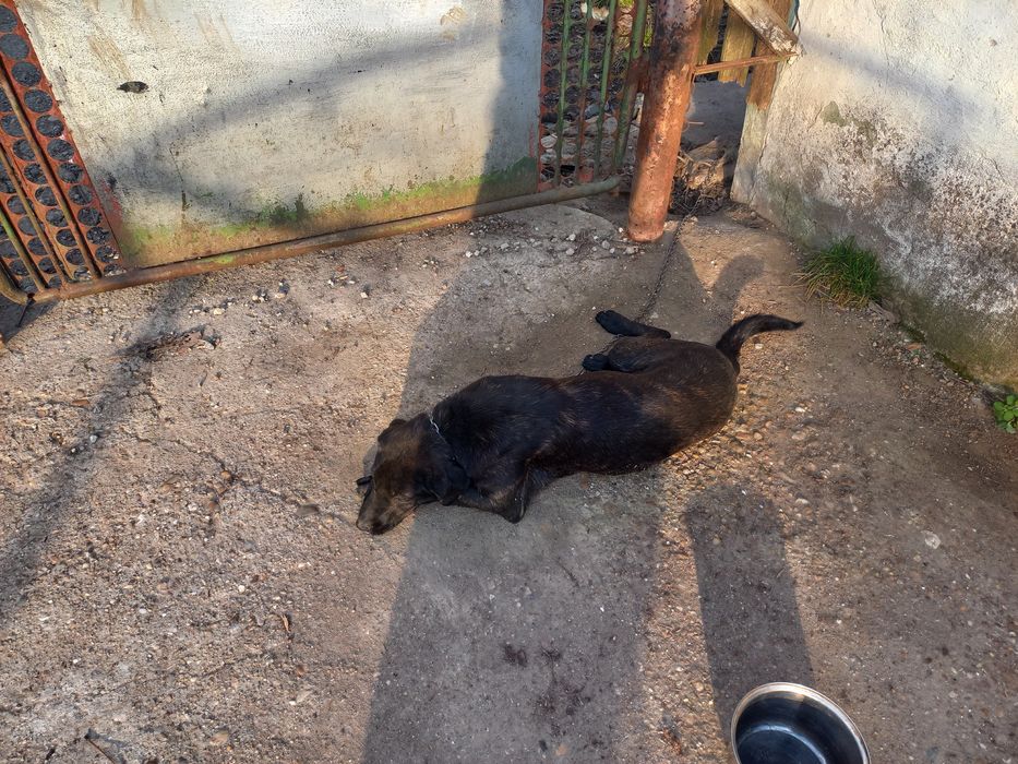 Подарявам женско куче