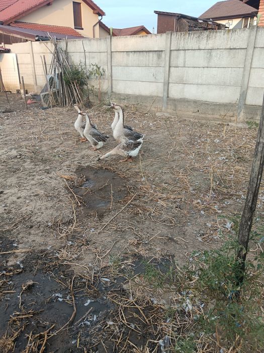 Gâște.   Africane