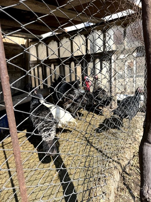 Индюклар сотилади Тоза парода