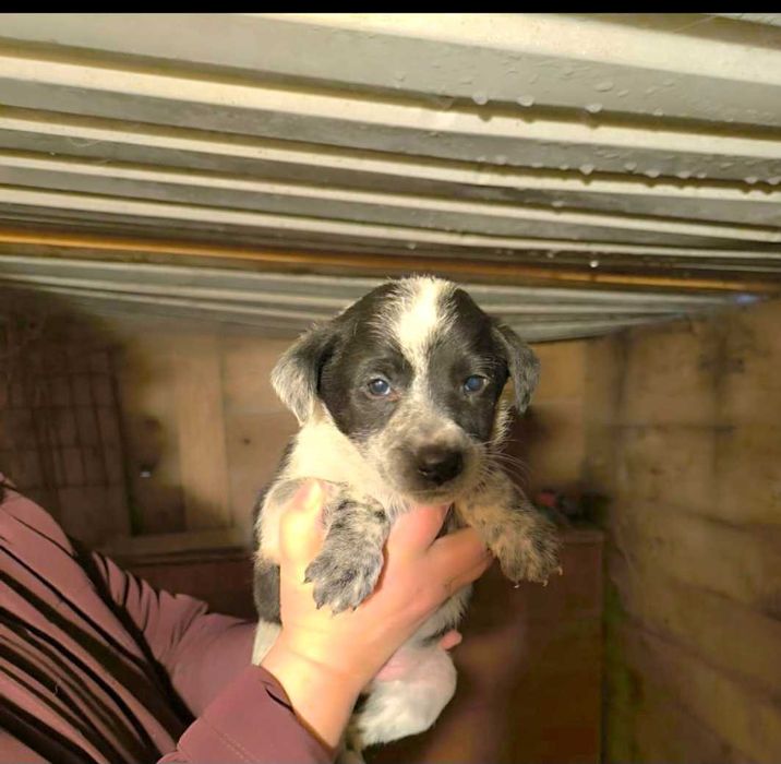 Отдам в добрые руки щенков