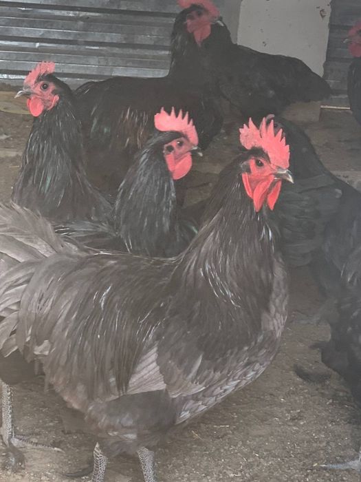 Хурозлар сотилади зоти тоза