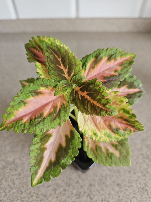 Цветы Колеусы 500 тг