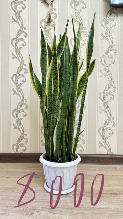 Гулдер сатылады