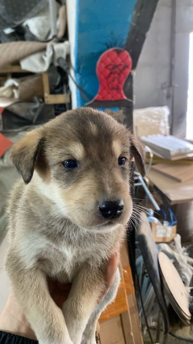 Щенки , бесплатно