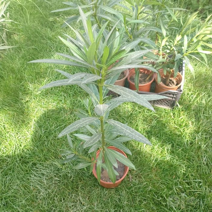 Олеандр розовый (Nerium oleander) — 70 см