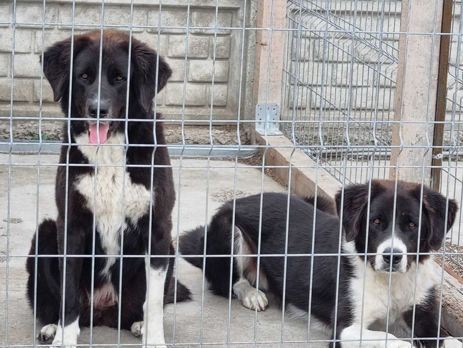 Dresaj - Educatie canina