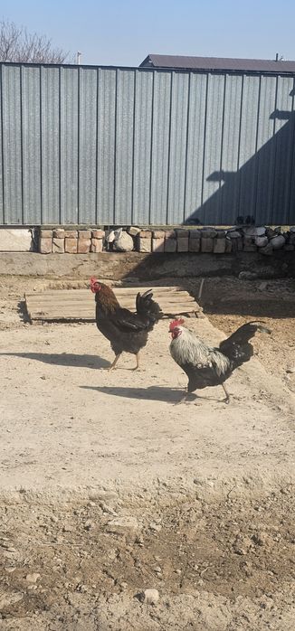 Кораз сатам арзан бағада